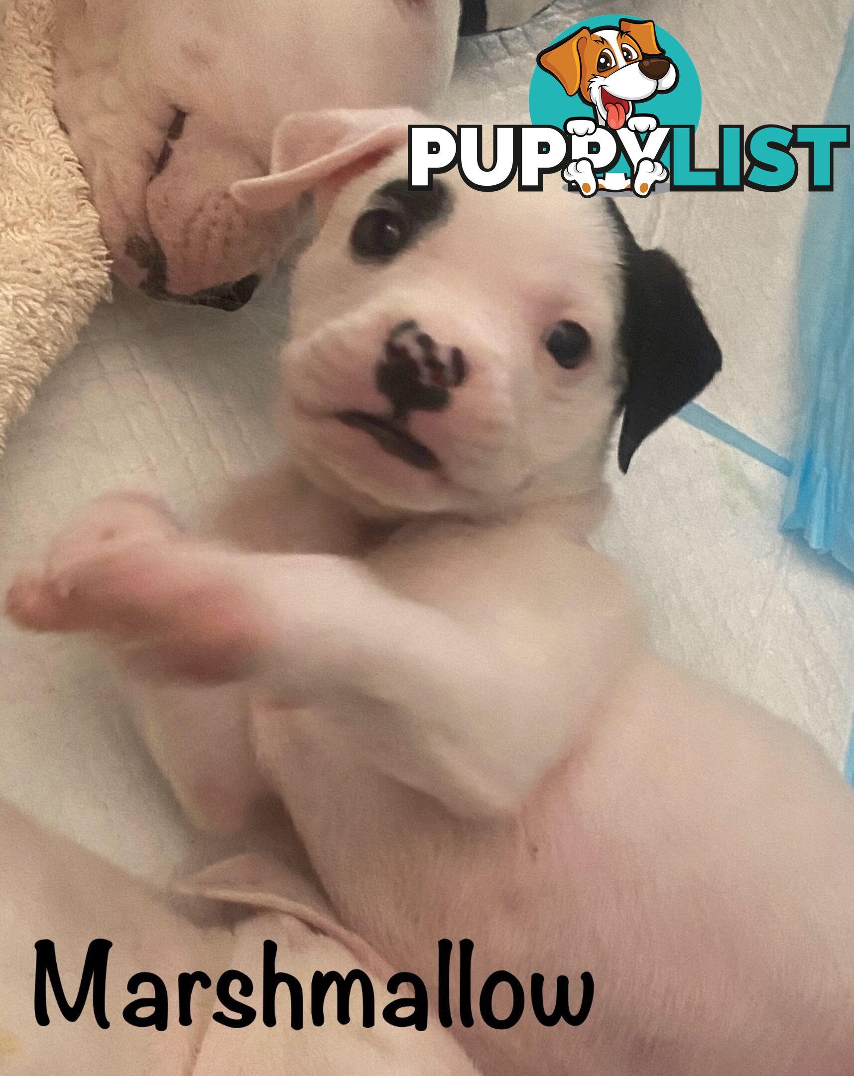 11 precious American Bulldog puppies