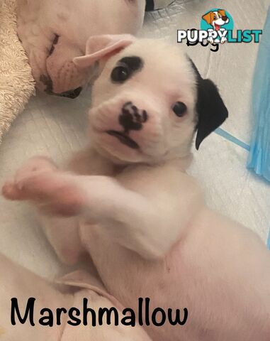 11 precious American Bulldog puppies