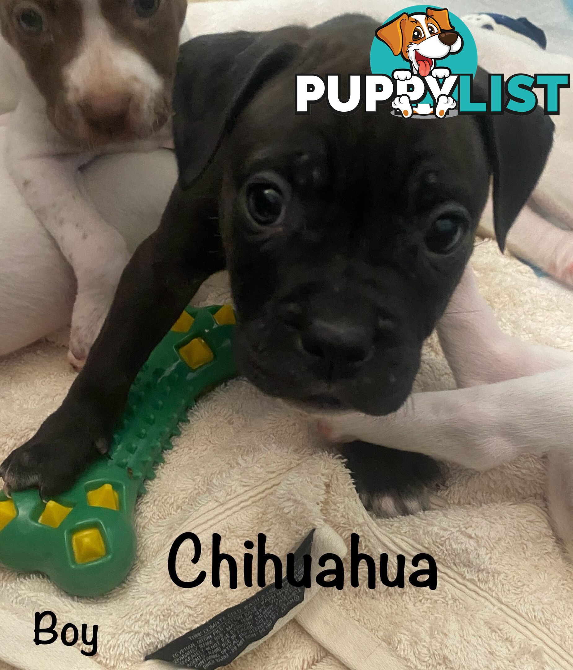 11 precious American Bulldog puppies
