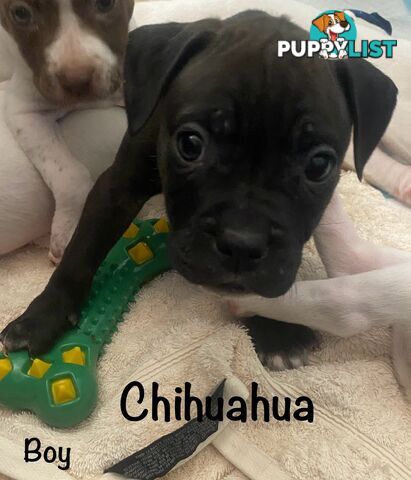 11 precious American Bulldog puppies