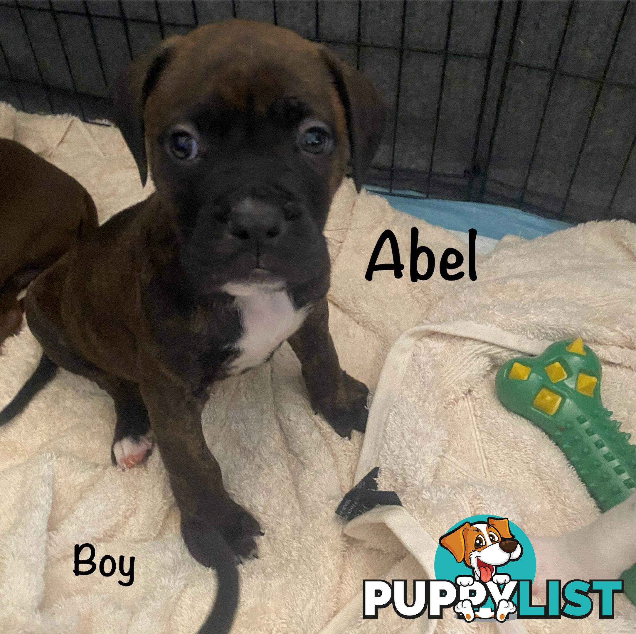 11 precious American Bulldog puppies