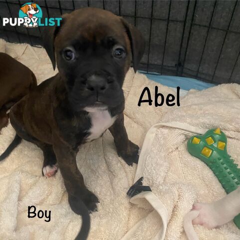 11 precious American Bulldog puppies