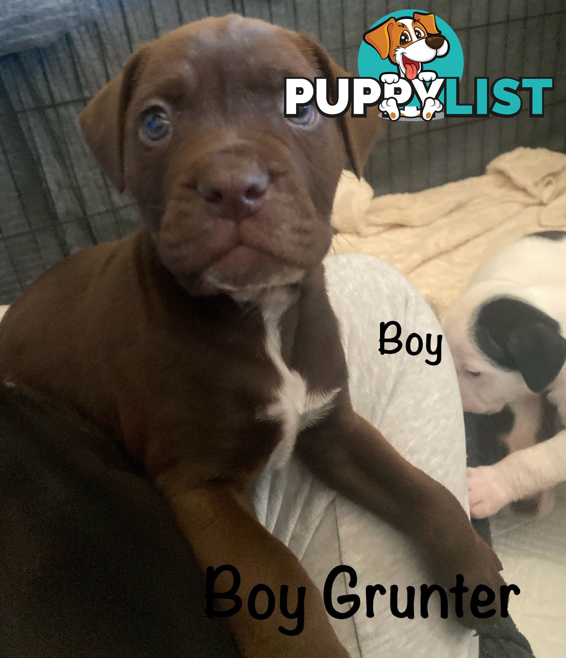 11 precious American Bulldog puppies