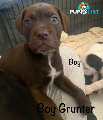 11 precious American Bulldog puppies