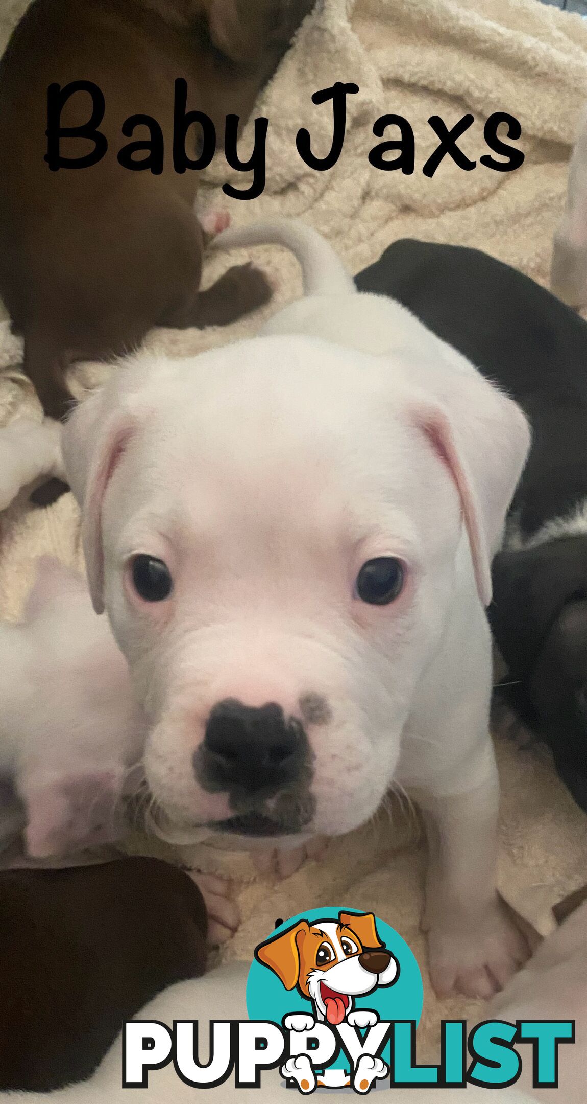 11 precious American Bulldog puppies