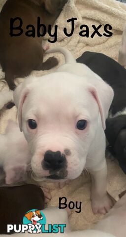 11 precious American Bulldog puppies