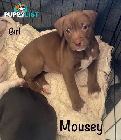 11 precious American Bulldog puppies
