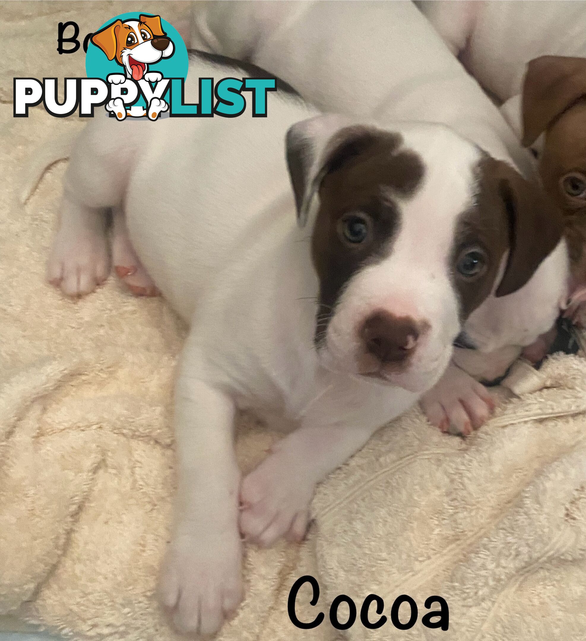 11 precious American Bulldog puppies