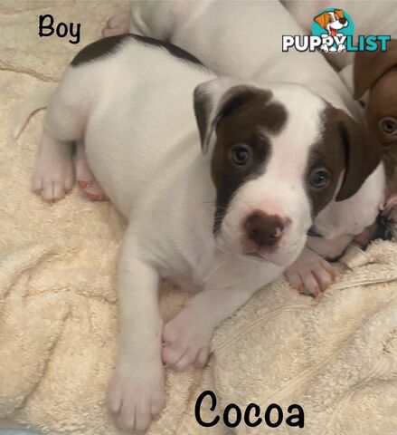 11 precious American Bulldog puppies
