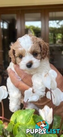 Gorgeous tiny Cavoodles 100% DNA clear