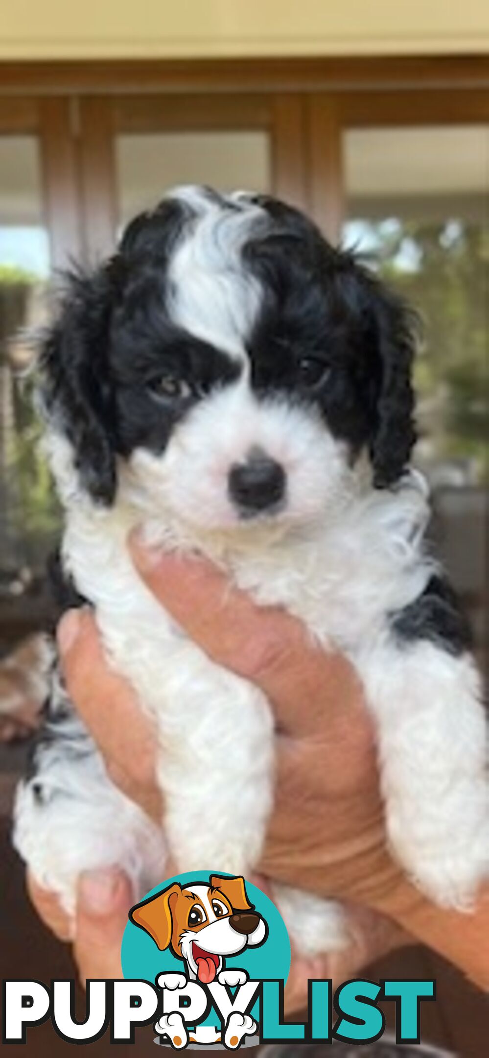 Gorgeous tiny Cavoodles 100% DNA clear