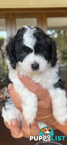 Gorgeous tiny Cavoodles 100% DNA clear