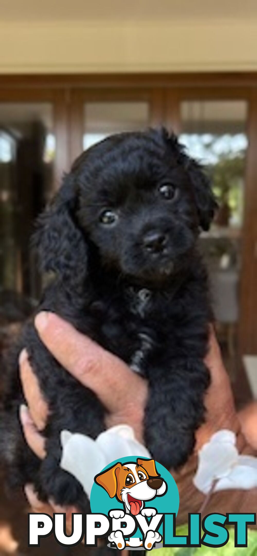 Gorgeous tiny Cavoodles 100% DNA clear