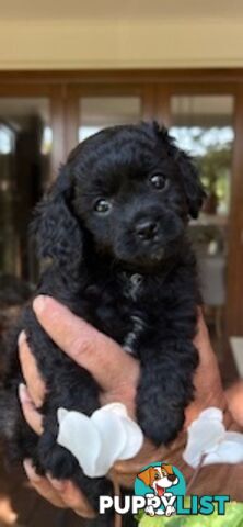 Gorgeous tiny Cavoodles 100% DNA clear