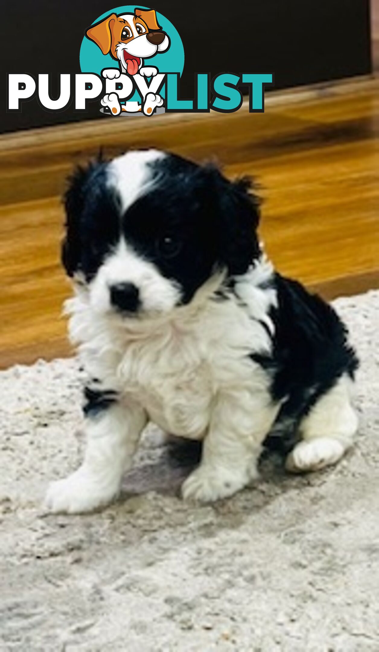 Gorgeous tiny Cavoodles 100% DNA clear