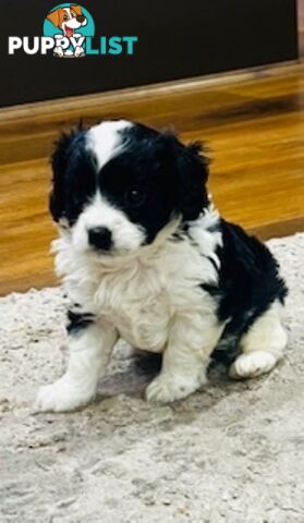 Gorgeous tiny Cavoodles 100% DNA clear