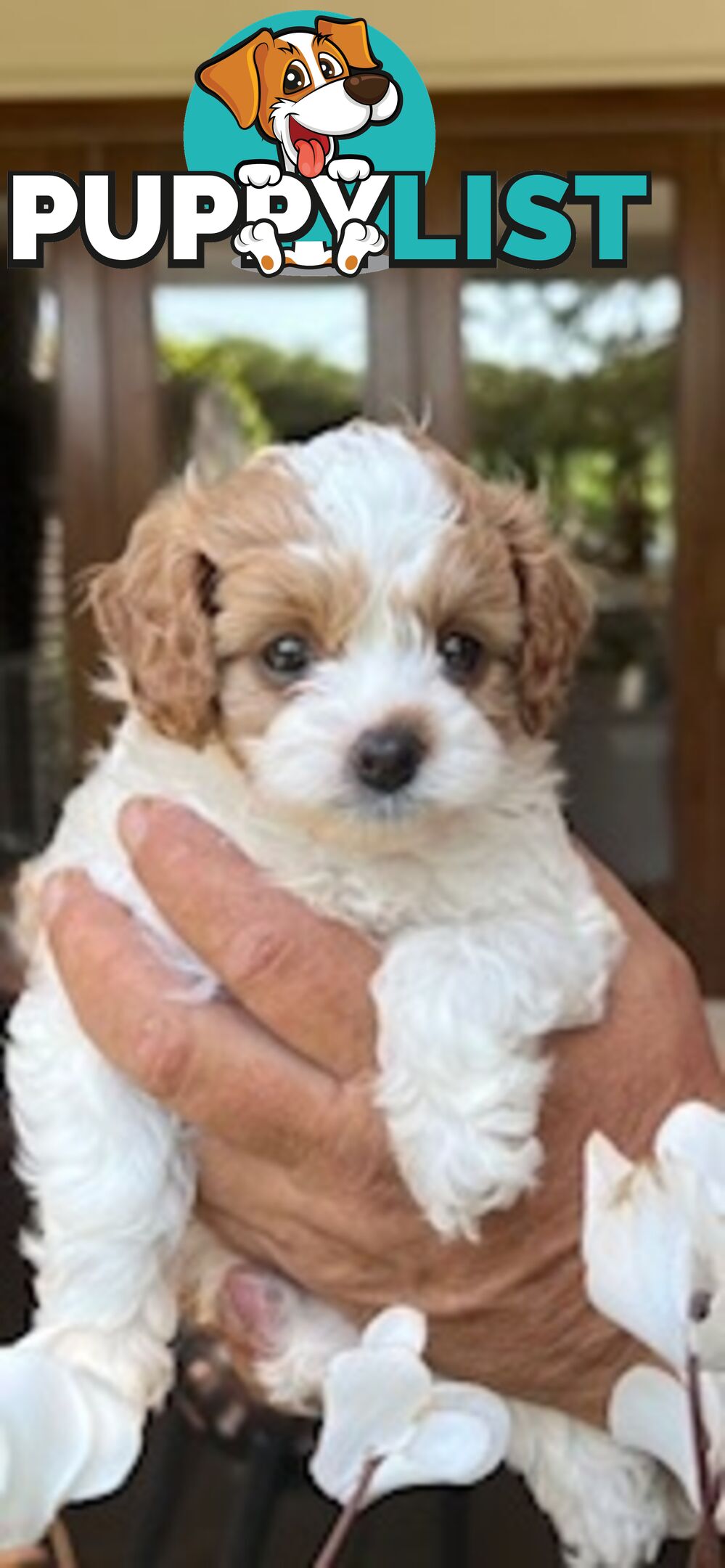 Gorgeous tiny Cavoodles 100% DNA clear