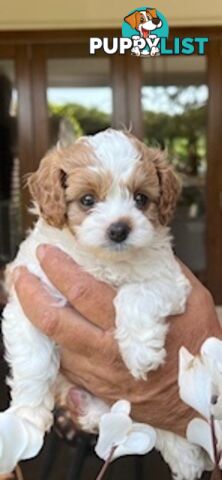 Gorgeous tiny Cavoodles 100% DNA clear