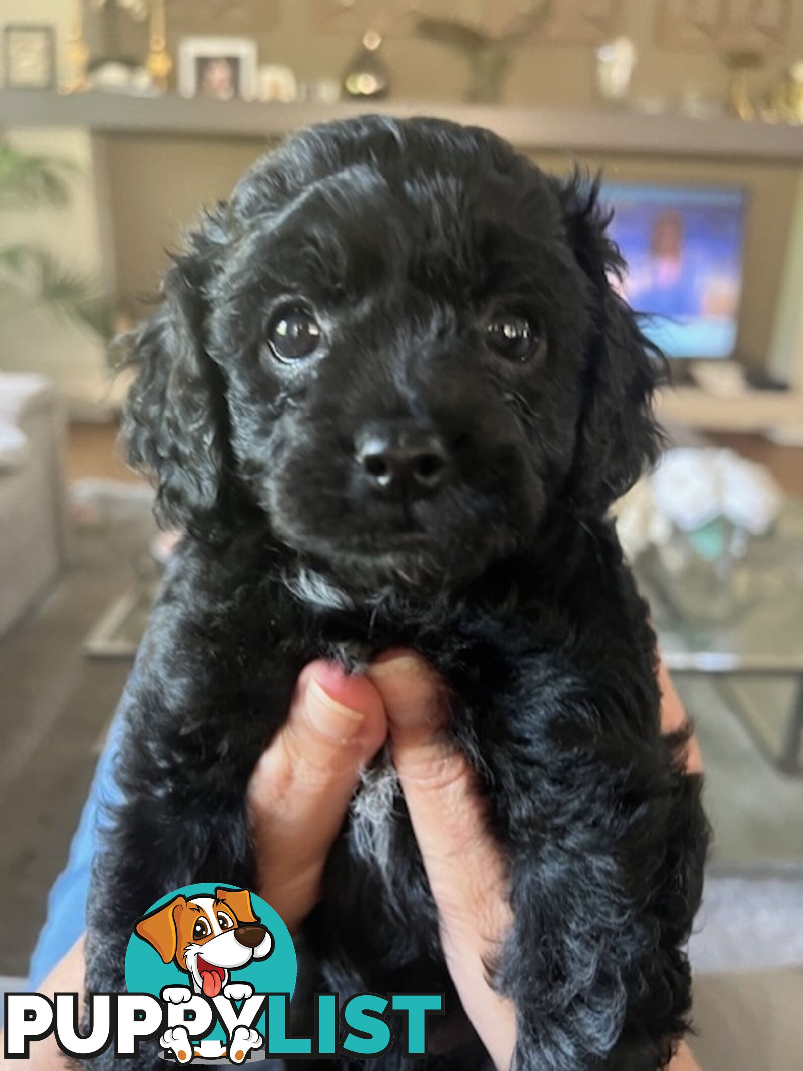 Gorgeous tiny Cavoodles 100% DNA clear