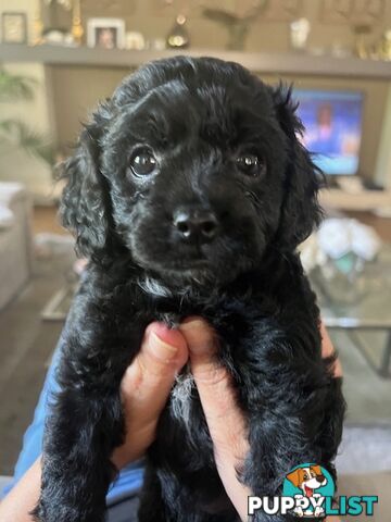 Gorgeous tiny Cavoodles 100% DNA clear