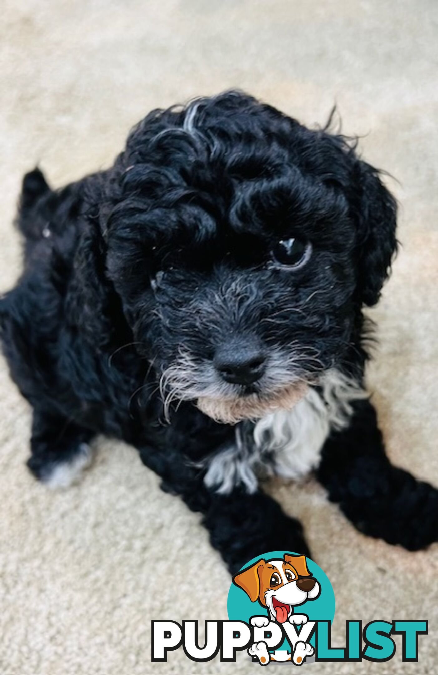 Top Quality Toy Cavoodle Puppies - Rare Colours 100 % DNA CLEAR