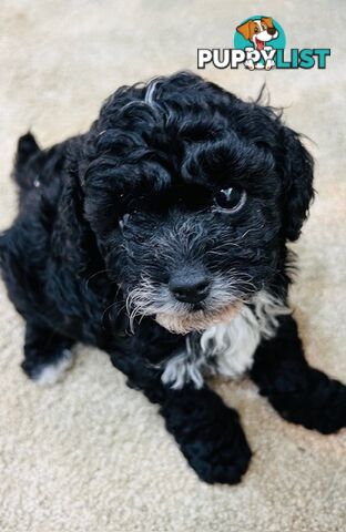 Top Quality Toy Cavoodle Puppies - Rare Colours 100 % DNA CLEAR