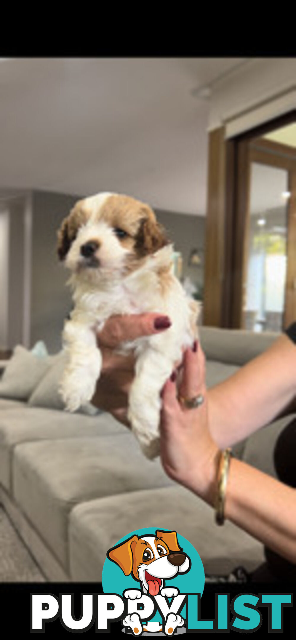 Top Quality Toy Cavoodle Puppies - Rare Colours 100 % DNA CLEAR