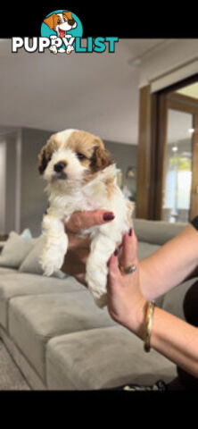 Top Quality Toy Cavoodle Puppies - Rare Colours 100 % DNA CLEAR