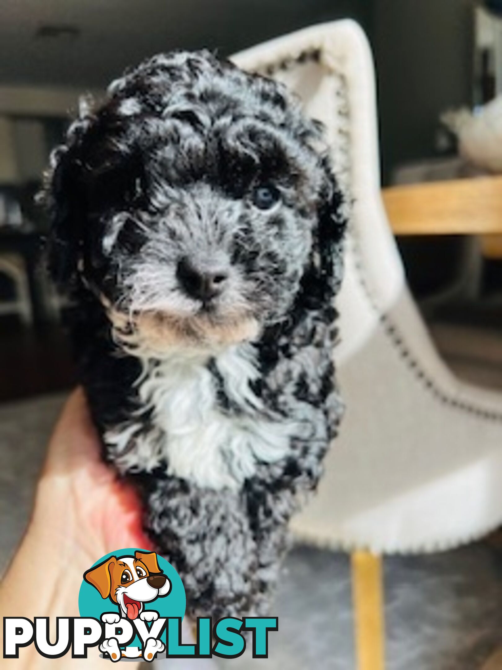 Top Quality Toy Cavoodle Puppies - Rare Colours 100 % DNA CLEAR