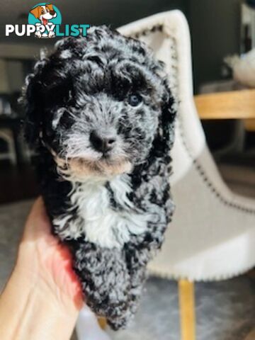 Top Quality Toy Cavoodle Puppies - Rare Colours 100 % DNA CLEAR