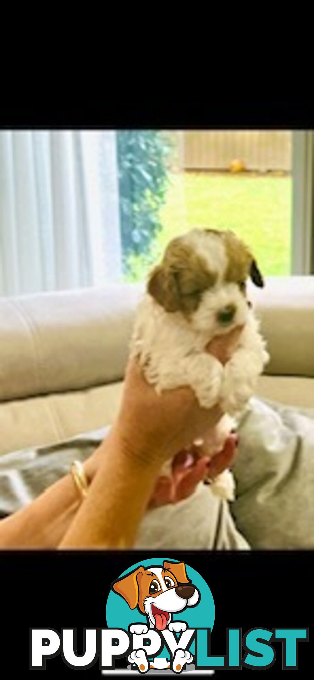 Top Quality Toy Cavoodle Puppies - Rare Colours 100 % DNA CLEAR