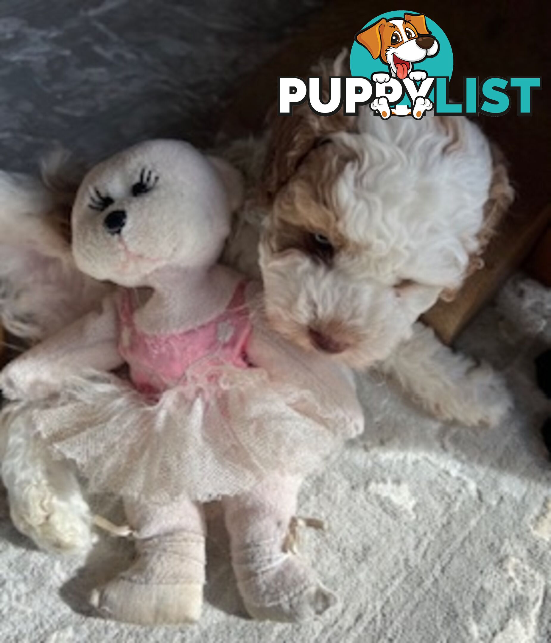 Top Quality Toy Cavoodle Puppies - Rare Colours 100 % DNA CLEAR
