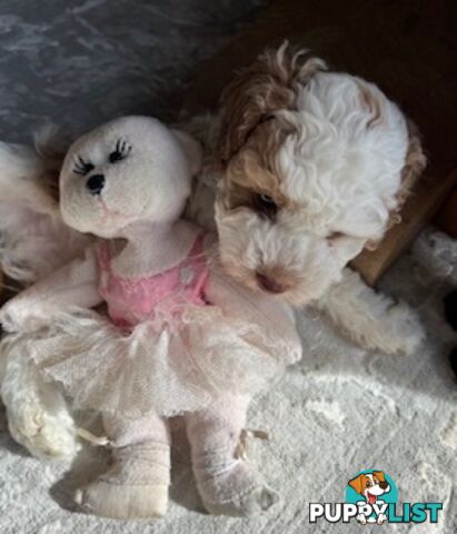Top Quality Toy Cavoodle Puppies - Rare Colours 100 % DNA CLEAR