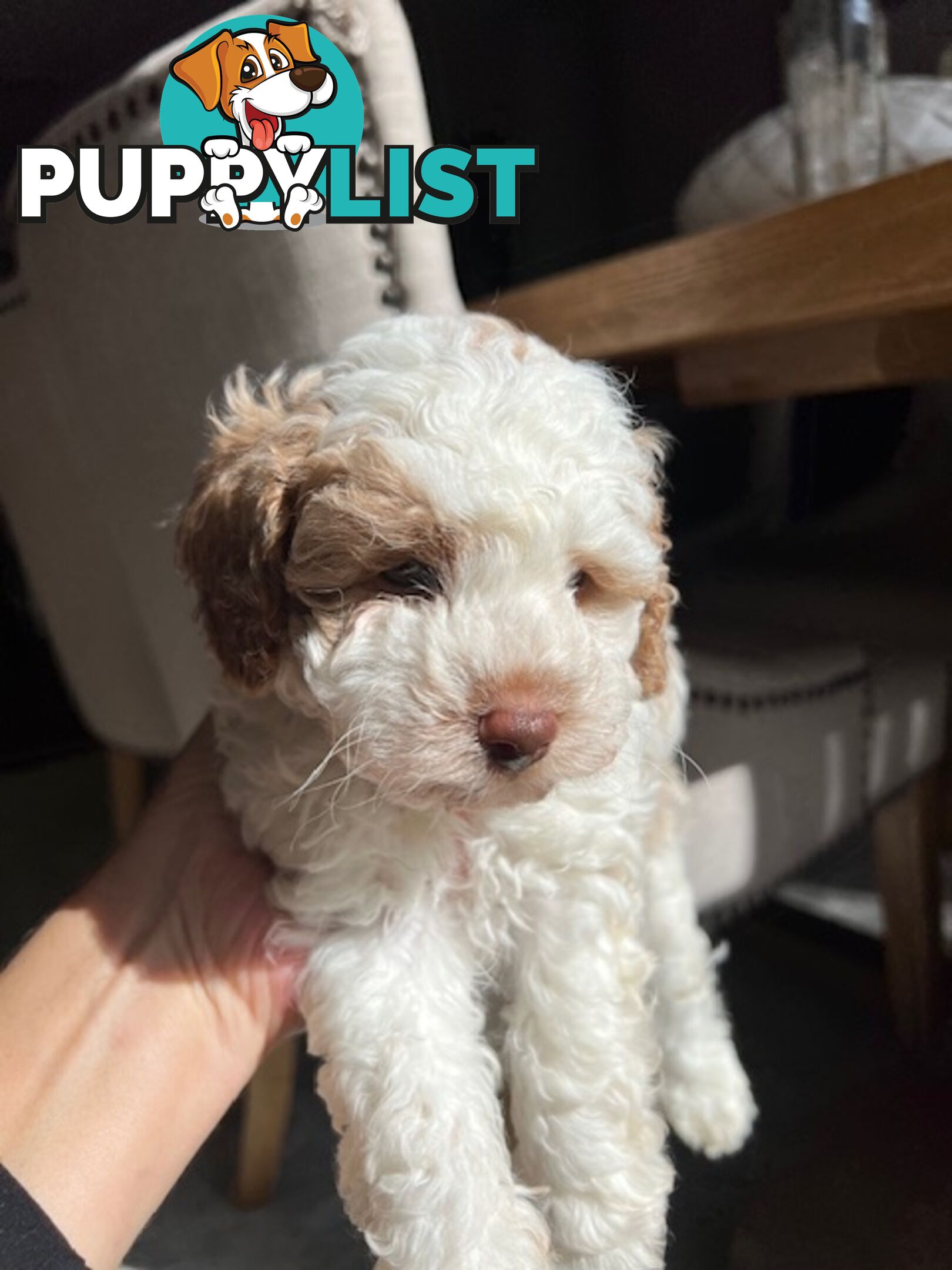 Top Quality Toy Cavoodle Puppies - Rare Colours 100 % DNA CLEAR