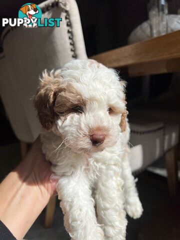 Top Quality Toy Cavoodle Puppies - Rare Colours 100 % DNA CLEAR