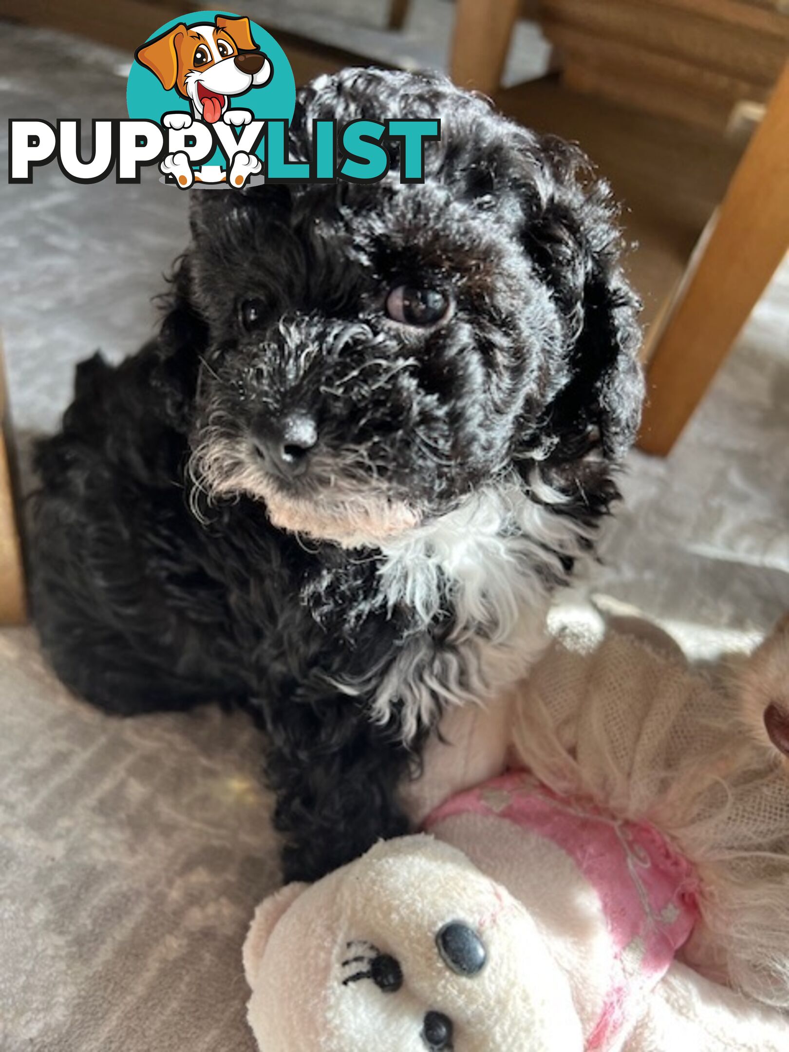 Top Quality Toy Cavoodle Puppies - Rare Colours 100 % DNA CLEAR