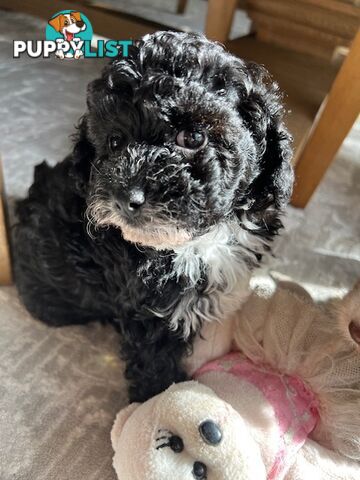 Top Quality Toy Cavoodle Puppies - Rare Colours 100 % DNA CLEAR