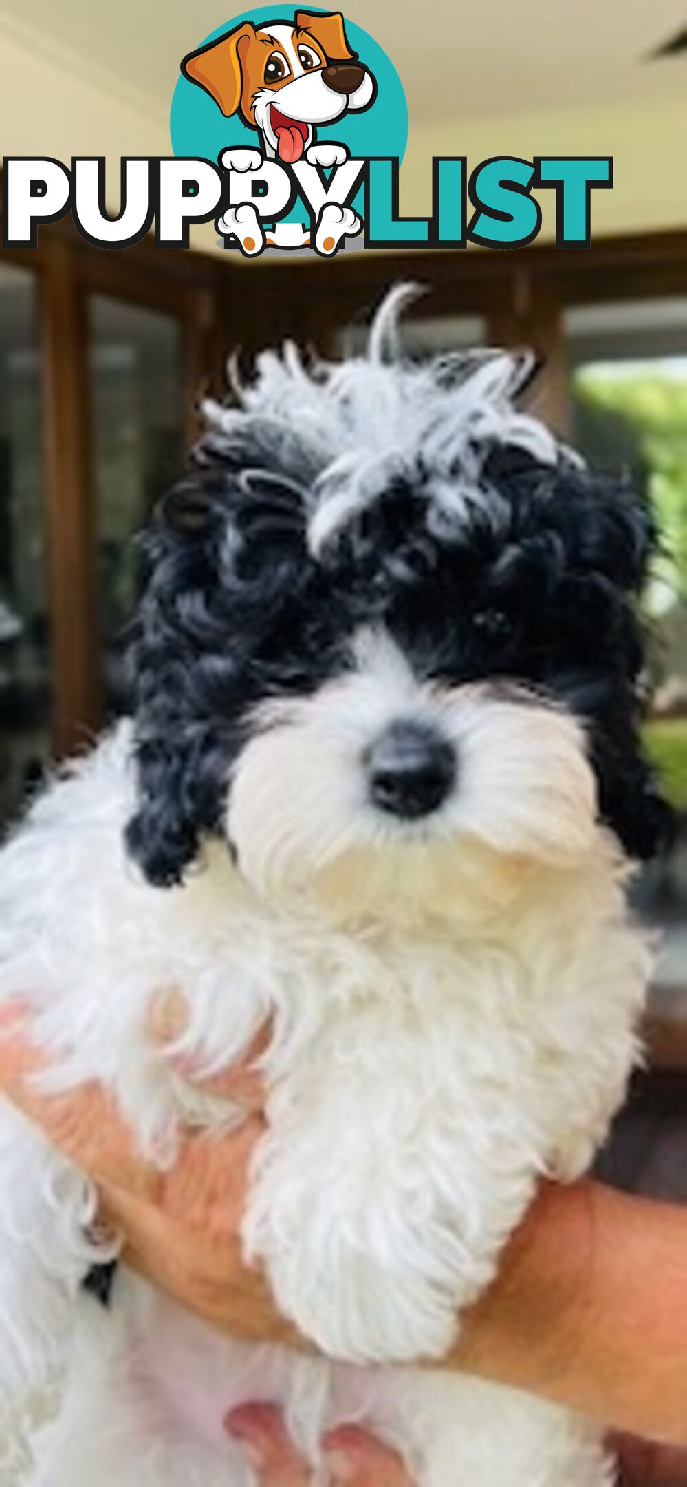 Top Quality Toy Cavoodle Puppies - Rare Colours 100 % DNA CLEAR