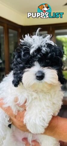 Top Quality Toy Cavoodle Puppies - Rare Colours 100 % DNA CLEAR