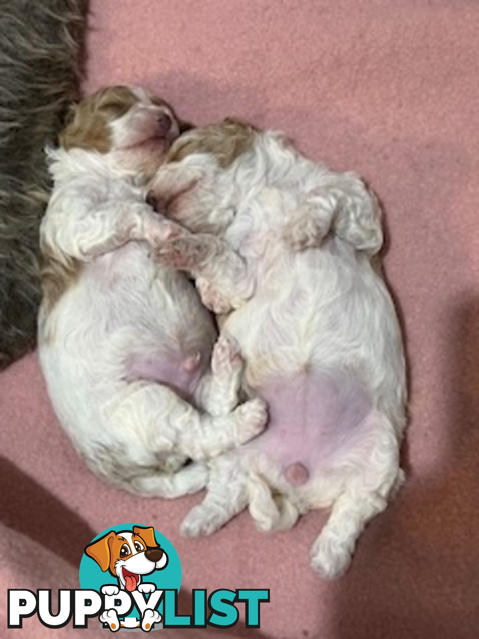 Top Quality Toy Cavoodle Puppies - Rare Colours 100 % DNA CLEAR