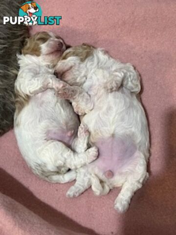 Top Quality Toy Cavoodle Puppies - Rare Colours 100 % DNA CLEAR