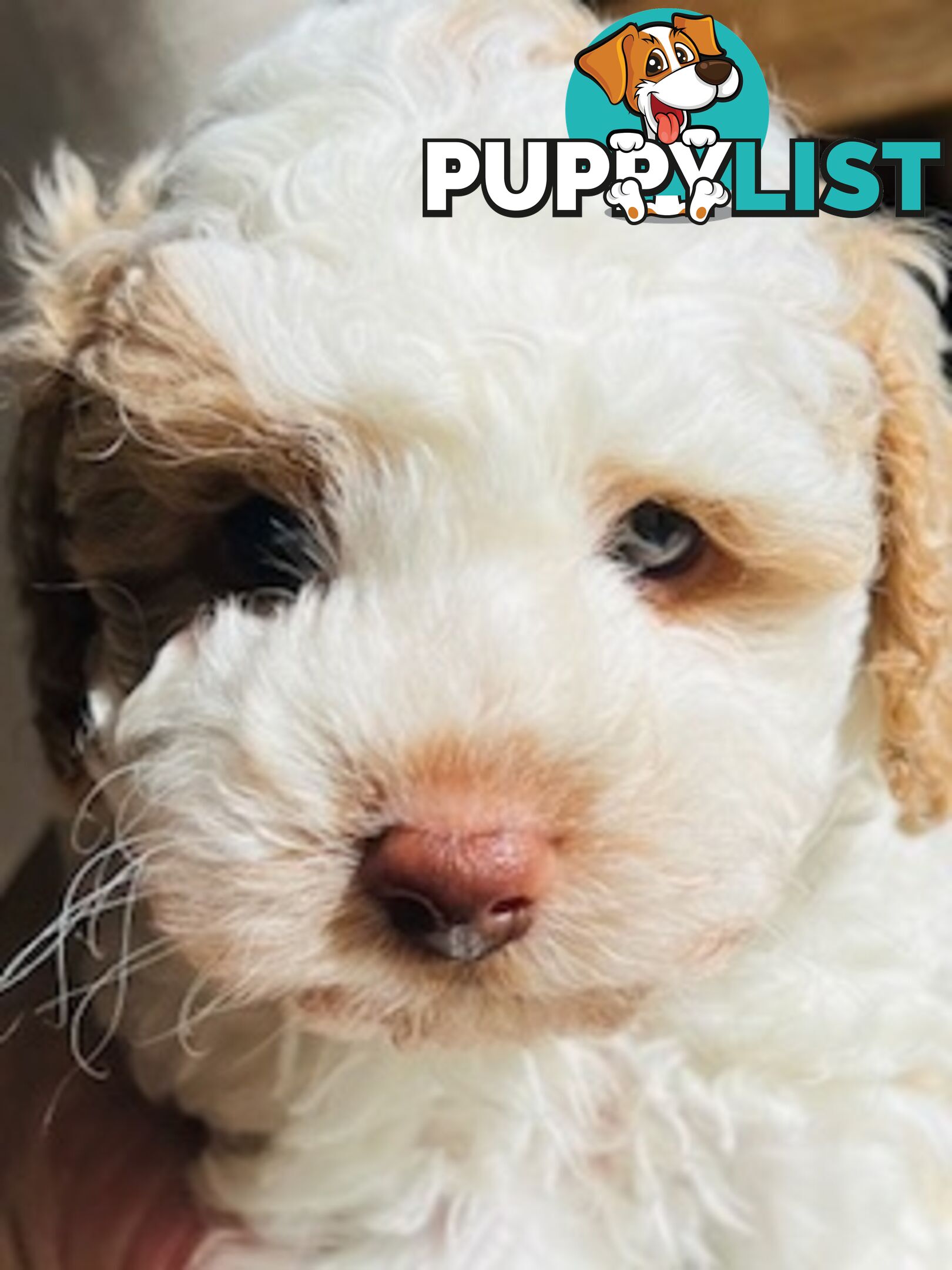 Top Quality Toy Cavoodle Puppies - Rare Colours 100 % DNA CLEAR