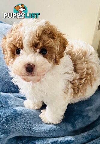Top Quality Toy Cavoodle Puppies - Rare Colours 100 % DNA CLEAR