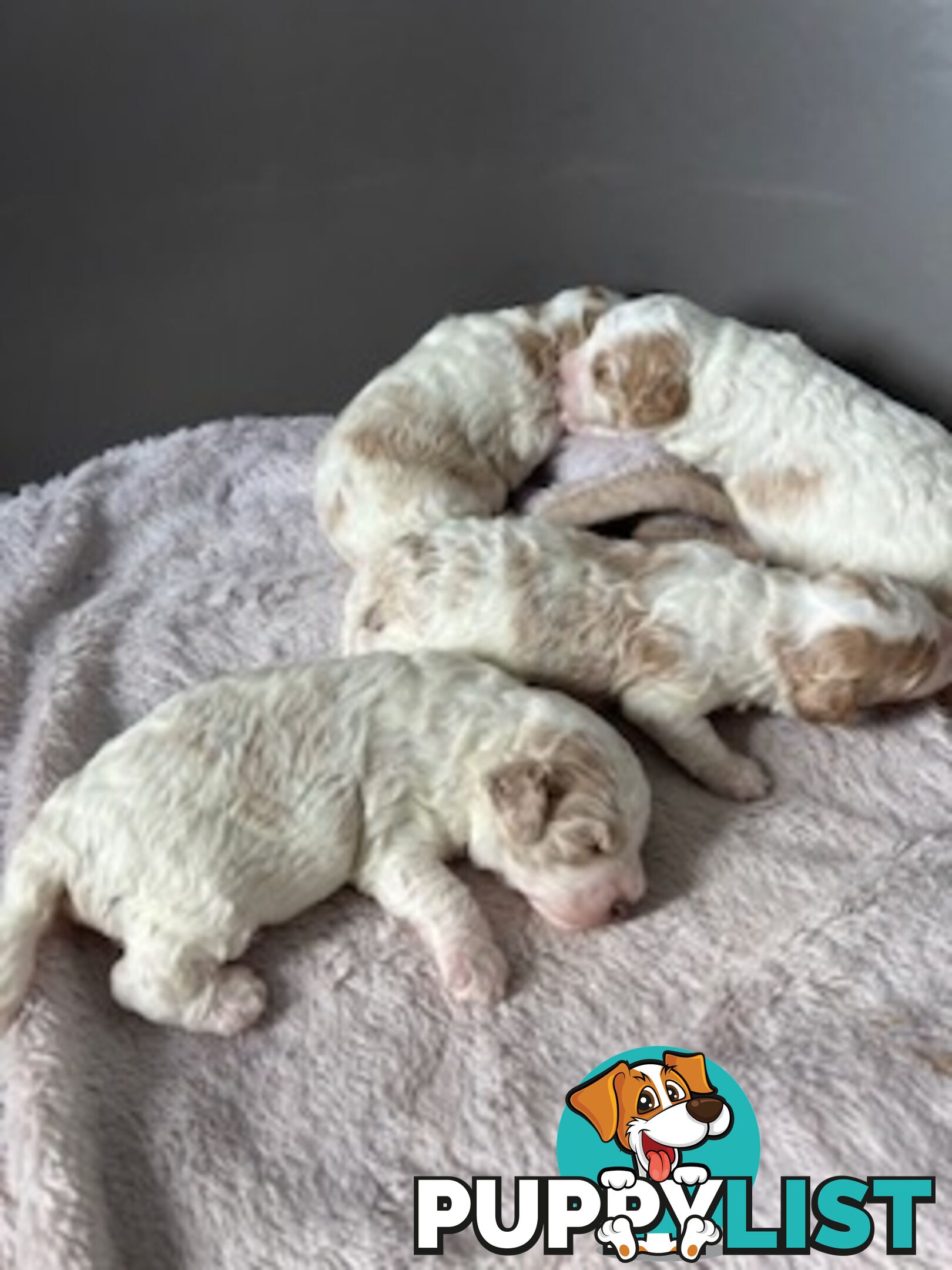 Top Quality Toy Cavoodle Puppies - Rare Colours 100 % DNA CLEAR