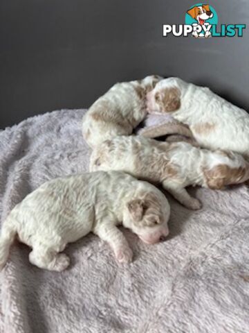 Top Quality Toy Cavoodle Puppies - Rare Colours 100 % DNA CLEAR