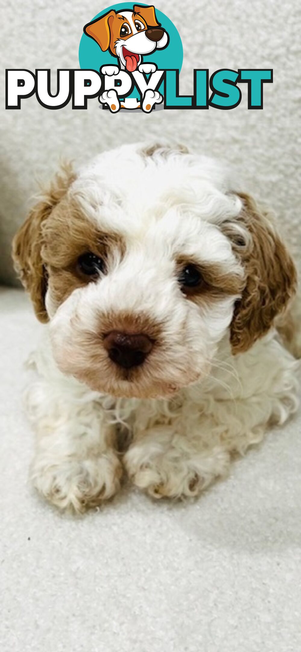 Top Quality Toy Cavoodle Puppies - Rare Colours 100 % DNA CLEAR