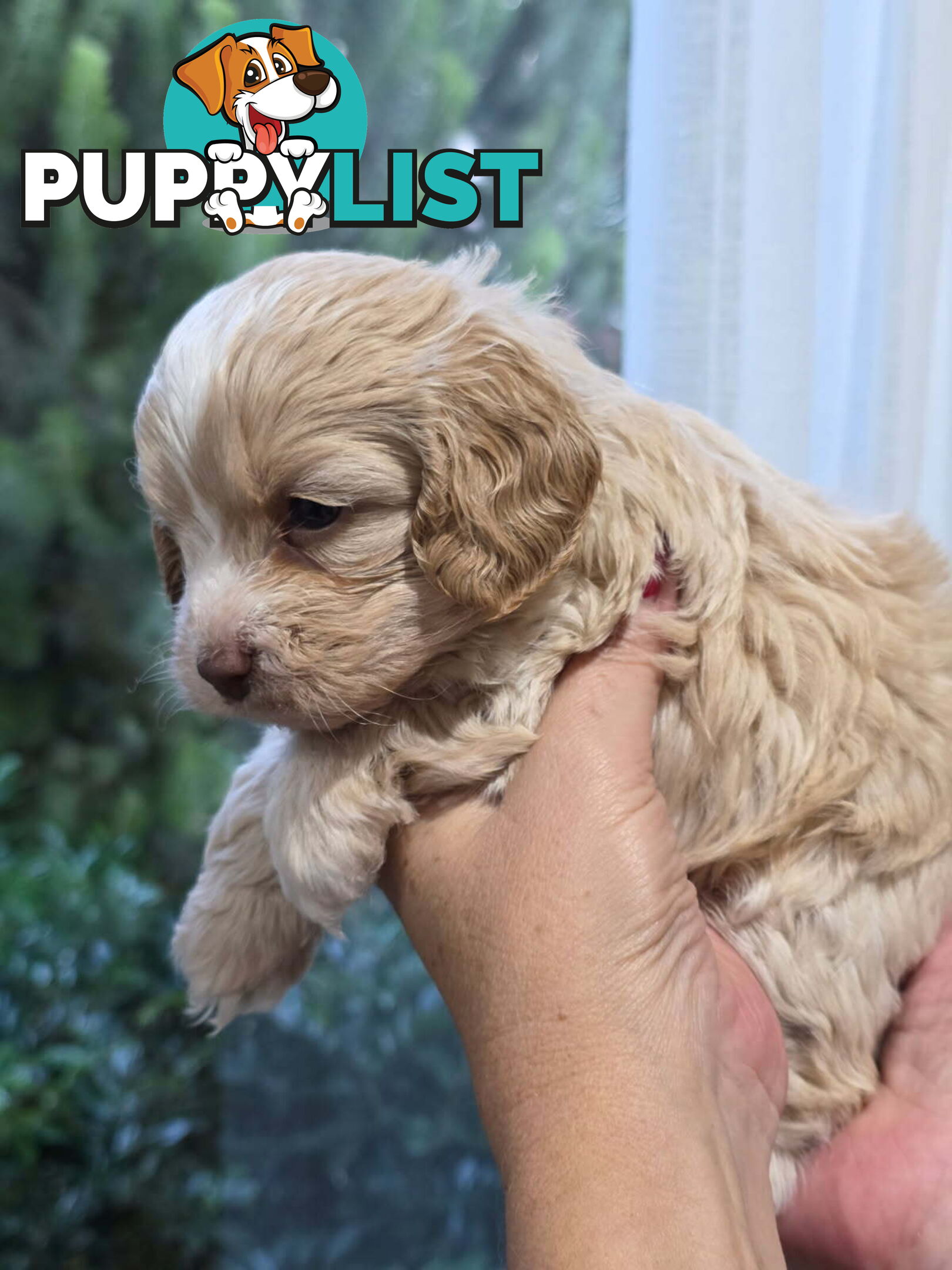 Top Quality Toy Cavoodle Puppies - Rare Colours 100 % DNA CLEAR