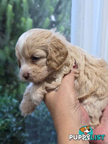 Top Quality Toy Cavoodle Puppies - Rare Colours 100 % DNA CLEAR