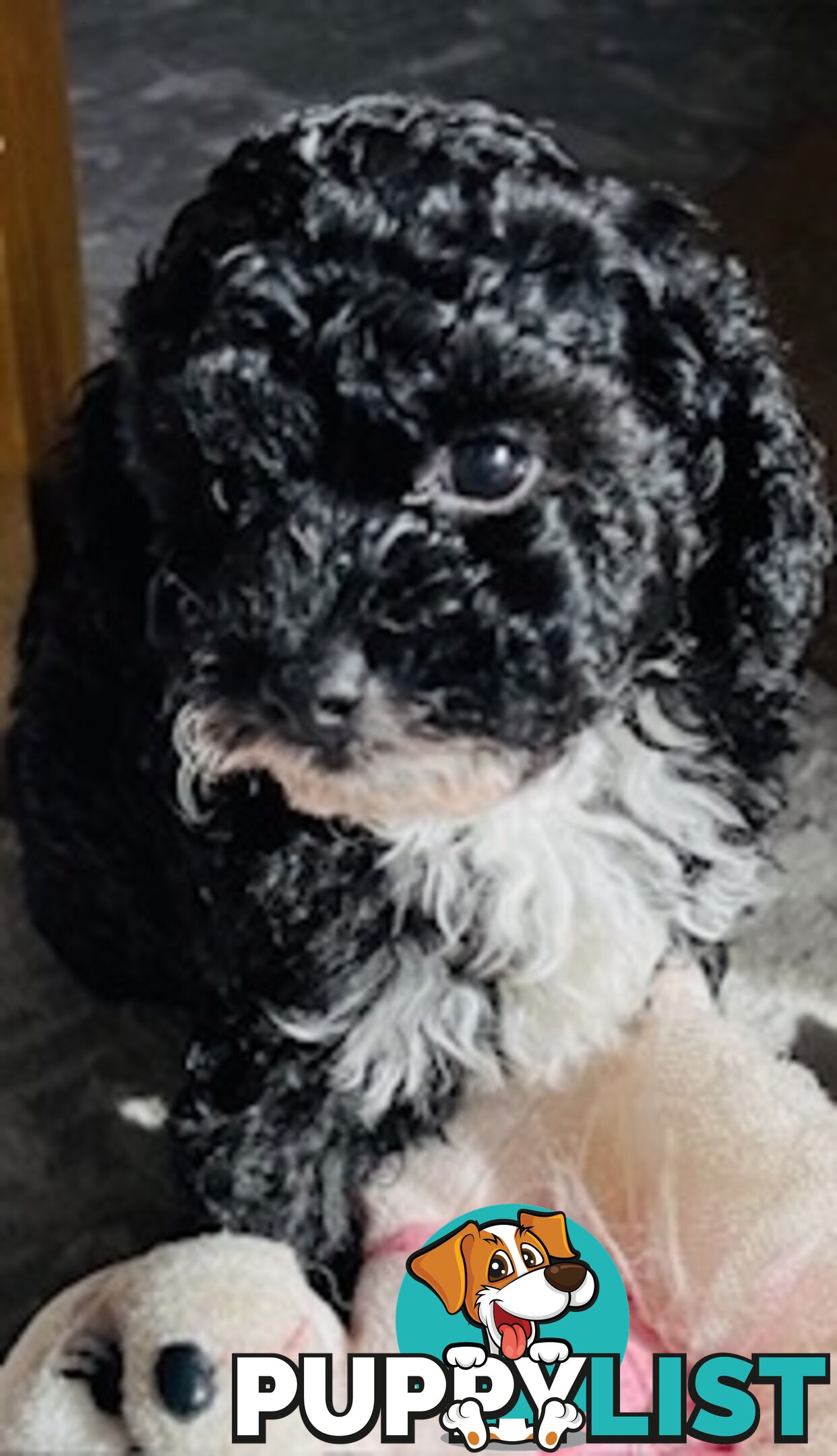 Top Quality Toy Cavoodle Puppies - Rare Colours 100 % DNA CLEAR