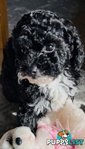 Top Quality Toy Cavoodle Puppies - Rare Colours 100 % DNA CLEAR